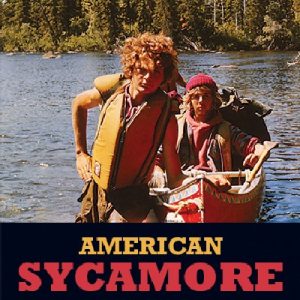 American Sycamore