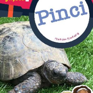 Cyfres Wyt Ti'n Gwybod?: Pinci