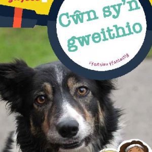 Cyfres Wyt Ti'n Gwybod?: Cŵn Sy'n Gweithio