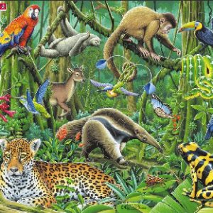 Bywyd Gwyllt y Goedwig Law / Wildlife of the Rainforest