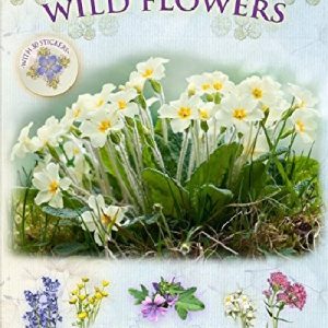Let's Look for Wild Flowers - A Spot & Learn, Stick & Play Book
