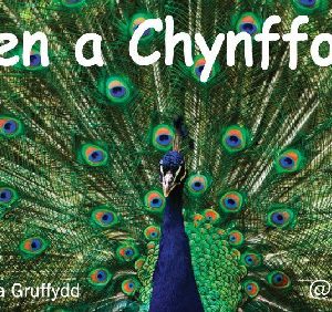 Pen a Chynffon - Pecyn Llythrennedd Cardiau'n Unig