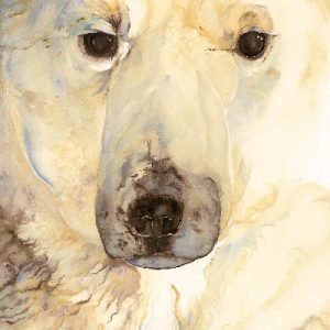 Ice Bear, The - Artist Edition