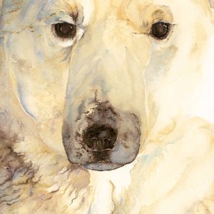 Jackie Morris Poster: Ice Bear Poster, The