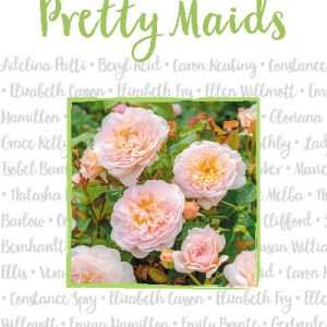Pretty Maids