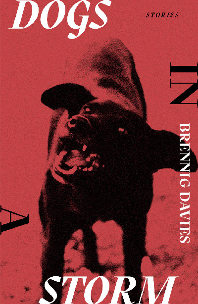 Dogs in a Storm